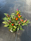 4.5" Fall Annuals
