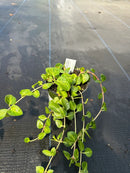4.5" Fall Annuals