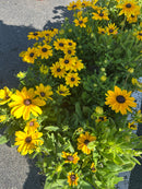 9" Fall Annuals
