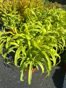 9" Fall Annuals