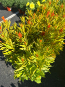 9" Fall Annuals