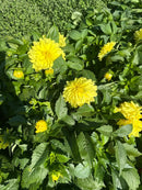 9" Fall Annuals