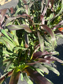 9" Fall Annuals