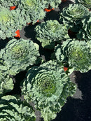 9" Fall Annuals