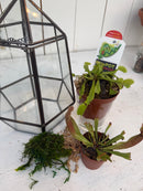 Carnivorous Plant Terrarium Workshop September 26, 2026 2 PM