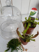 Carnivorous Plant Terrarium Workshop September 26, 2026 2 PM