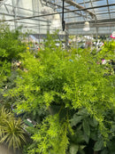 Asparagus Fern Hanging Basket 8"