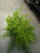 Asparagus Fern Hanging Basket 8"