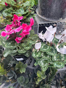 Cyclamen Assorted