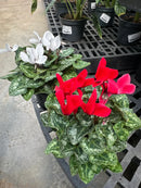 Cyclamen Assorted