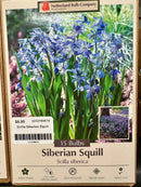 Assorted Fall Bulbs