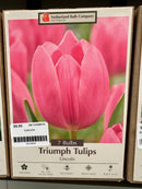 Assorted Fall Bulbs