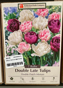 Assorted Fall Bulbs