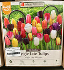 Assorted Fall Bulbs