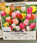 Assorted Fall Bulbs