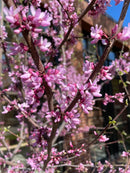 Pink Trim Redbud