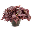 Proven Winners Sweet Caroline Potato Vines