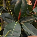 Ficus Elastica