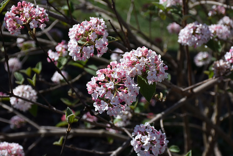 Korean Spice Viburnum