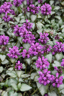 Lamium (Dead Nettle) - Assorted Varieties