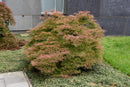 Acer Palmatum Baldsmith Japanese Maple