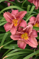 Daylilies