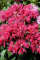 Bee Balm - Assorted Varieties