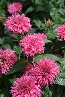 Bee Balm - Assorted Varieties