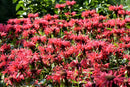 Bee Balm - Assorted Varieties
