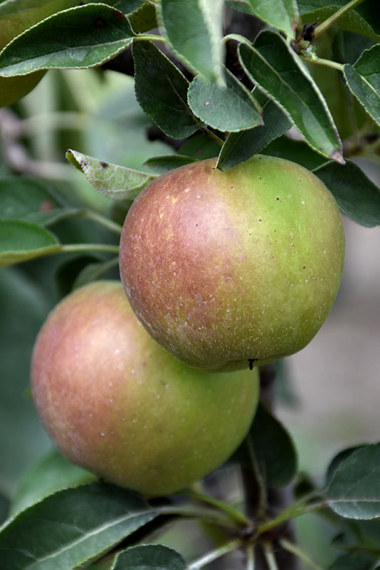 Blushing Delight Dwarf Apple