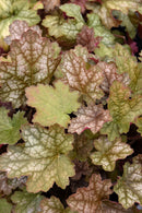 Heuchera (Coral Bells) - Assorted Varieties
