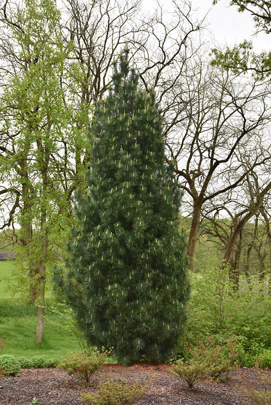 Stowe Pillar White Pine