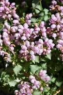 Lamium (Dead Nettle) - Assorted Varieties