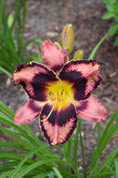 Daylilies