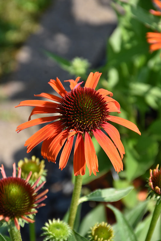 Butterfly Orange Skipper Coneflower
