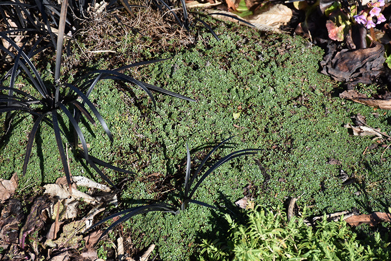 Creeping Thyme - Assorted Varieties