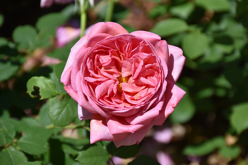 Boscobel Rose