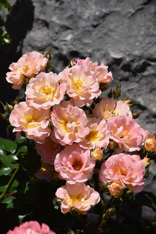 Peach Drift Groundcover Rose
