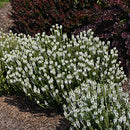 Salvia - Assorted Varieties