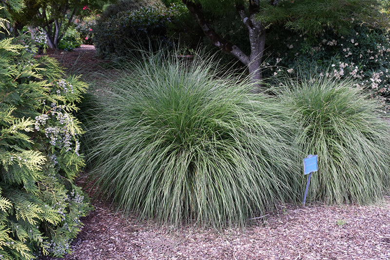 Hameln Dwarf Fountain Grass