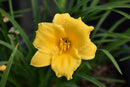 Daylilies