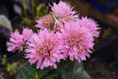 Bee Balm - Assorted Varieties