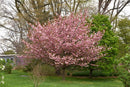 Kwanzan Flowering Cherry