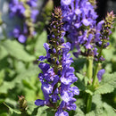 Salvia - Assorted Varieties