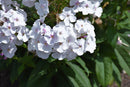Garden Phlox - Assorted Varieties