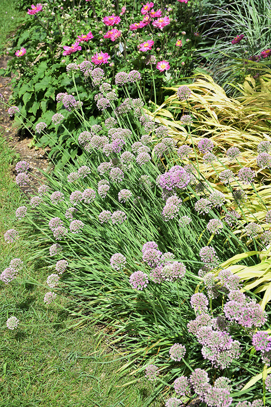 Allium - Assorted Varieties