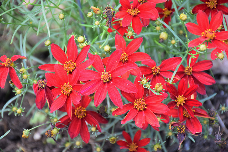 Hot Paprika Tickseed