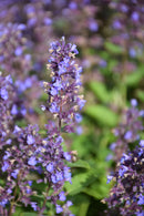 Catmint Nepeta - Assorted Varieties