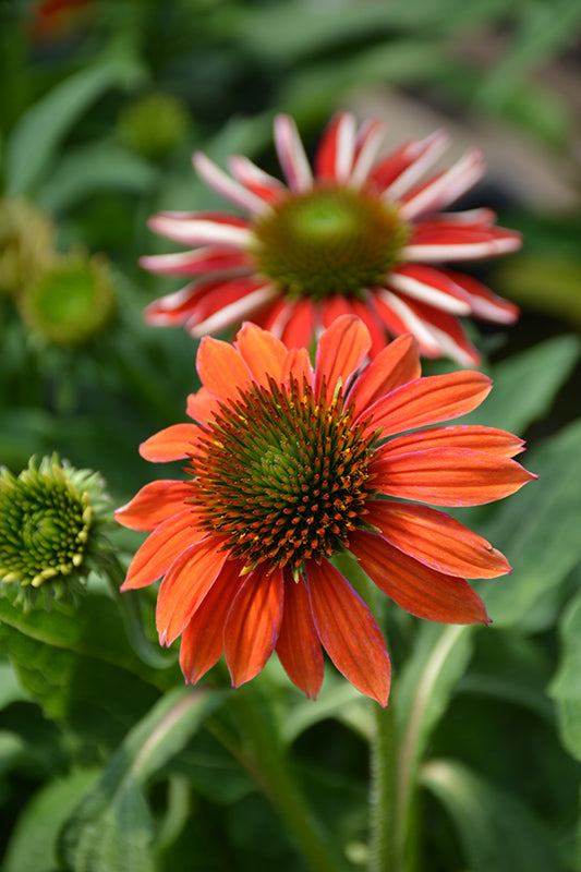 Red Ombre Coneflower