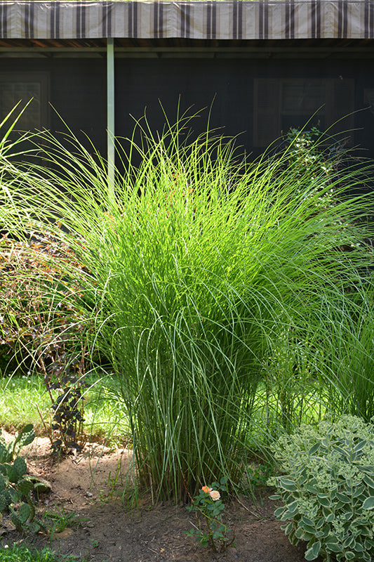 Gracillimus Maiden Grass